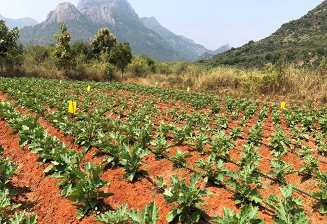 Shine Agrotechnology results slide 2